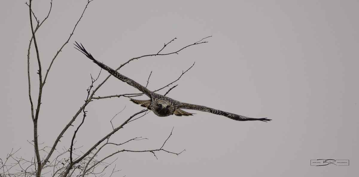 Red-tailed x Rough-legged Hawk (hybrid) - ML615841938