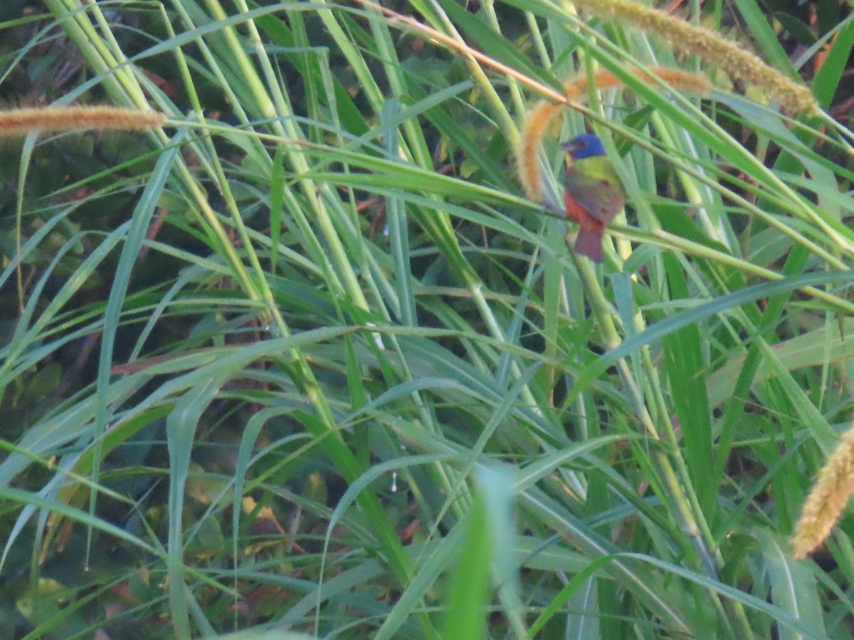 Painted Bunting - ML615842011