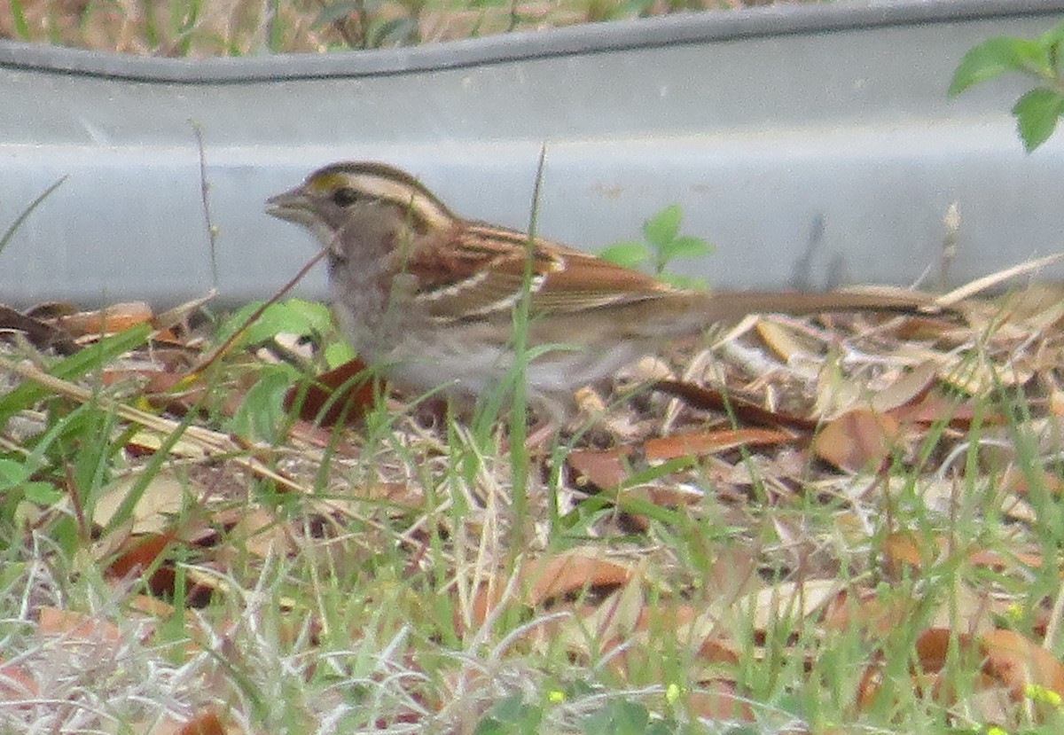 White-throated Sparrow - Jay Kauffman