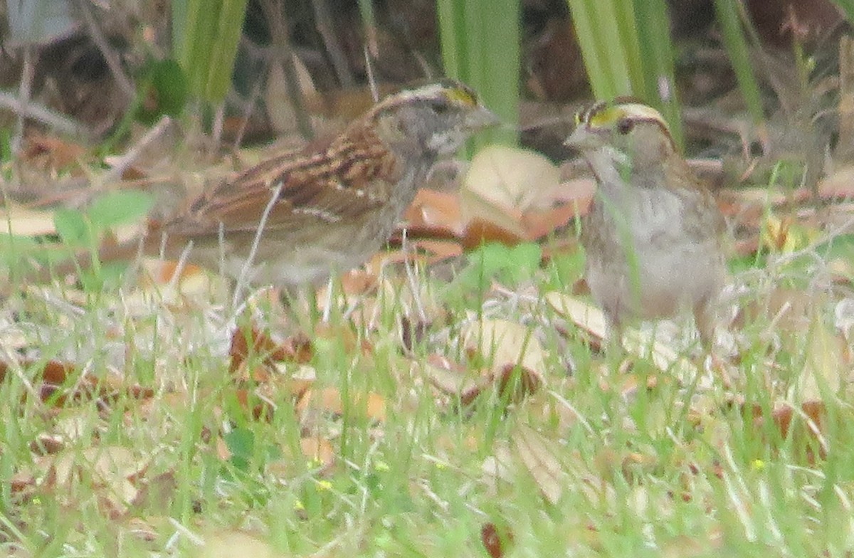 White-throated Sparrow - ML615842033