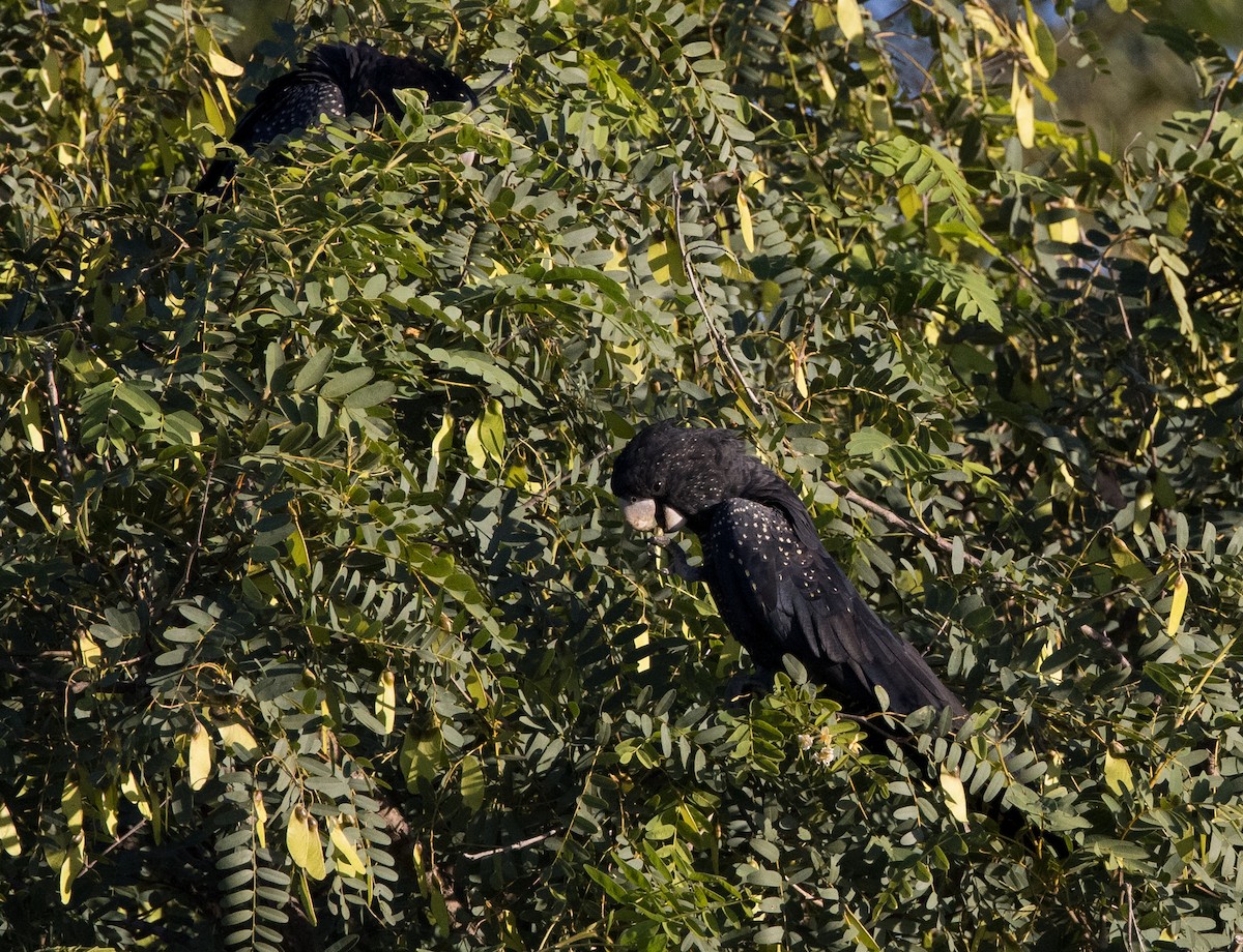 Red-tailed Black-Cockatoo - ML615842107