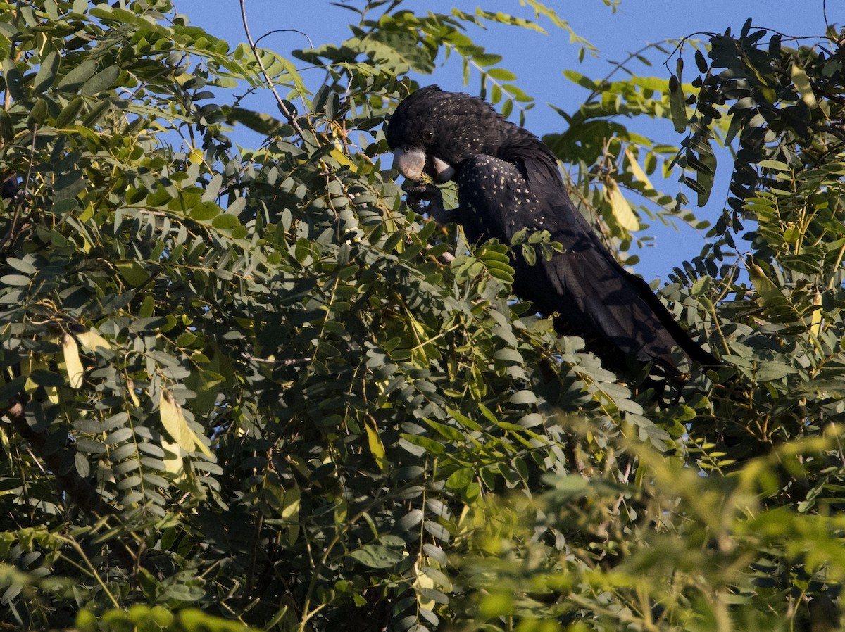 Red-tailed Black-Cockatoo - ML615842109