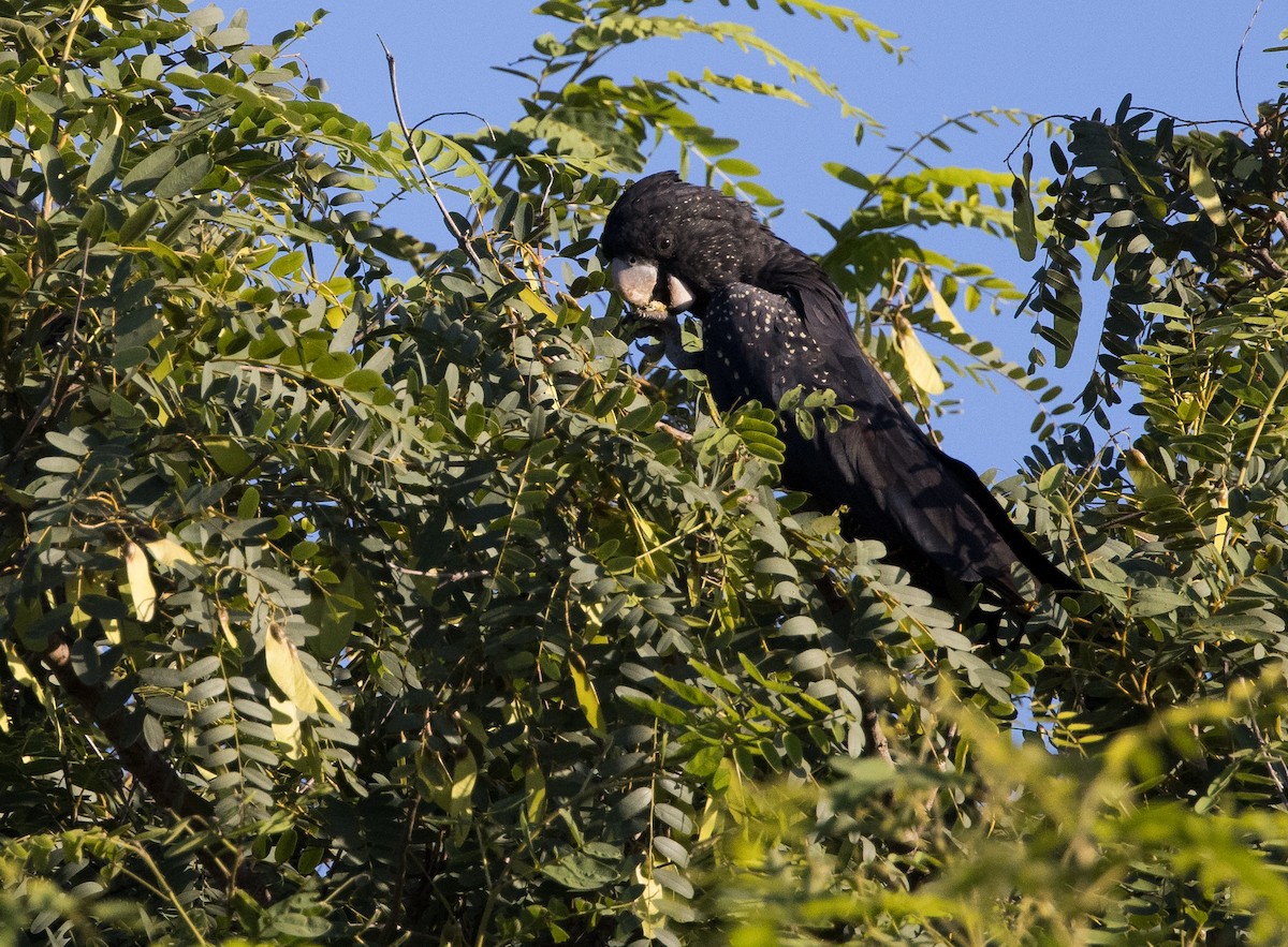 Red-tailed Black-Cockatoo - ML615842111