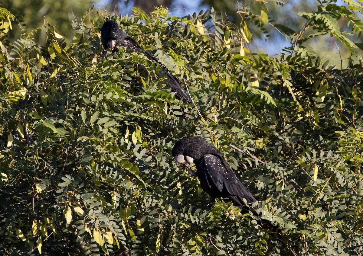 Red-tailed Black-Cockatoo - ML615842113