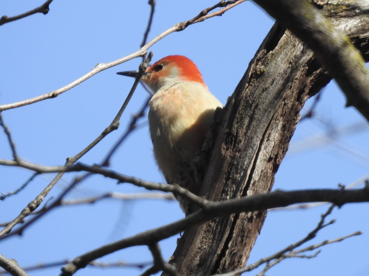 Red-bellied Woodpecker - Victoria Vosburg