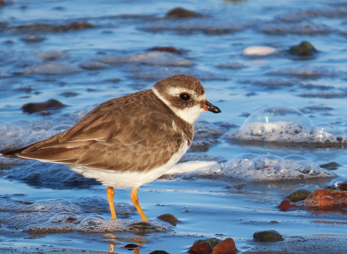 Semipalmated Plover - Maggie Smith