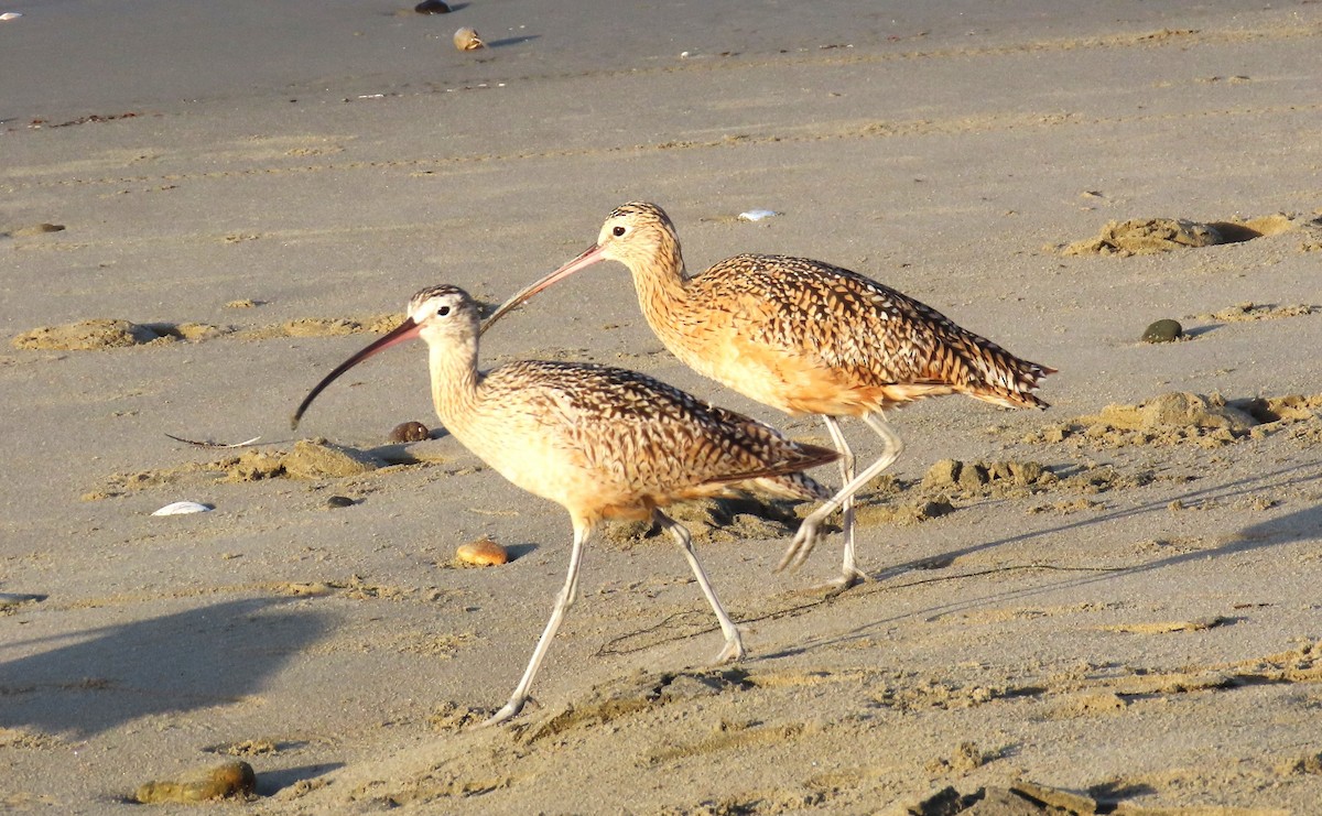 Long-billed Curlew - Maggie Smith