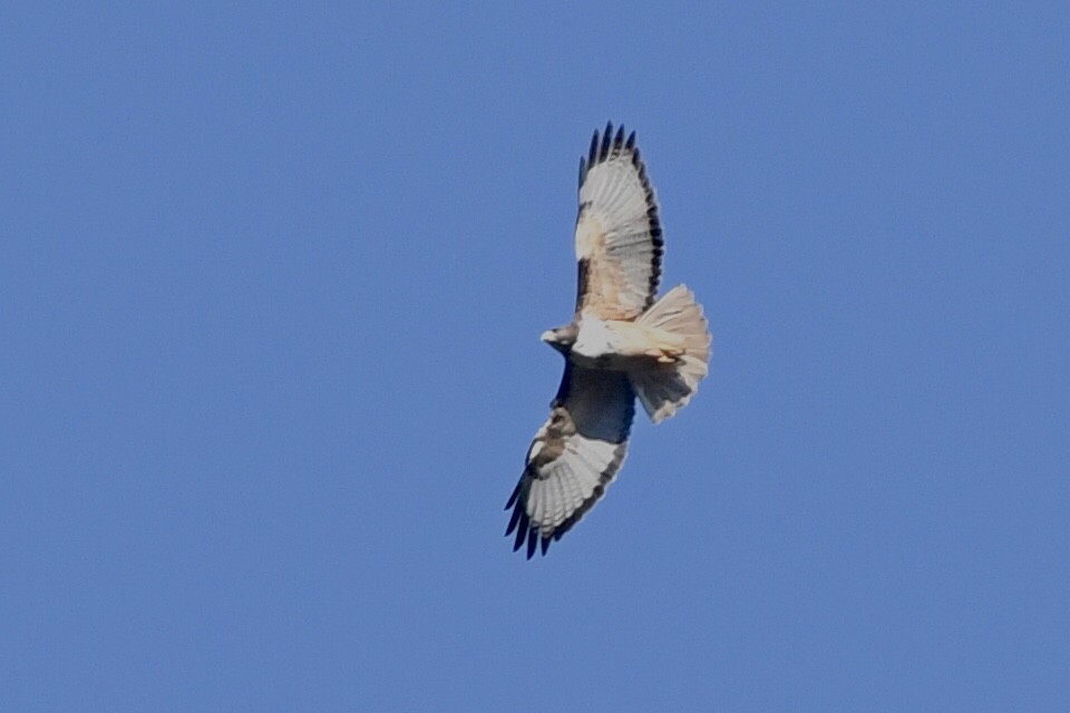 Red-tailed Hawk (costaricensis) - Kiah R. Jasper