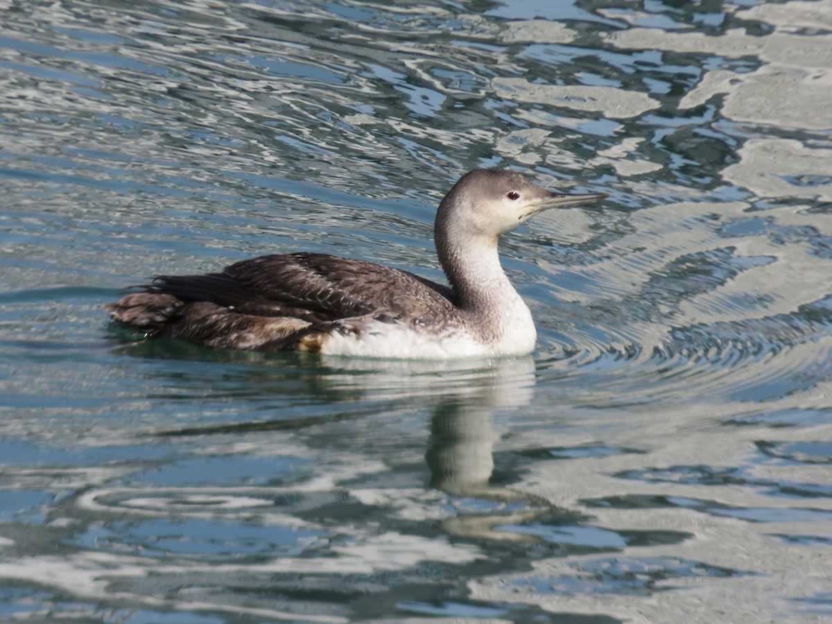 Red-throated Loon - ML615842974