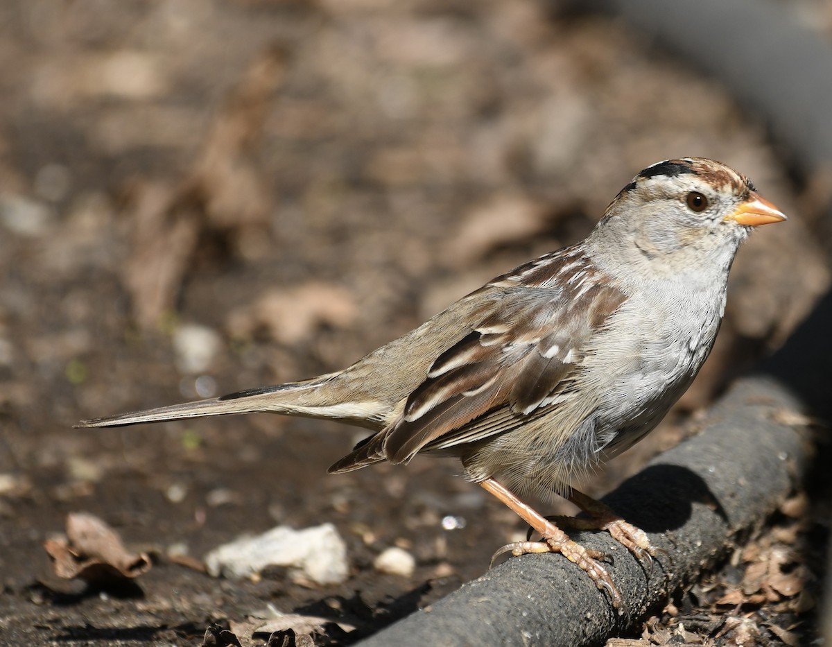 White-crowned Sparrow - ML615843017