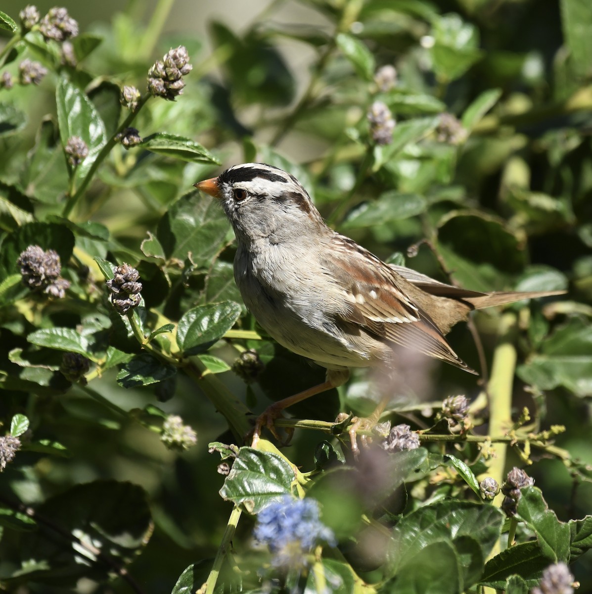 White-crowned Sparrow - ML615843020