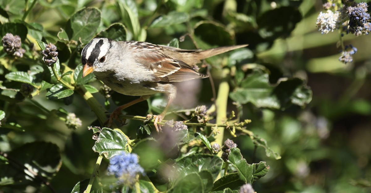 White-crowned Sparrow - ML615843021