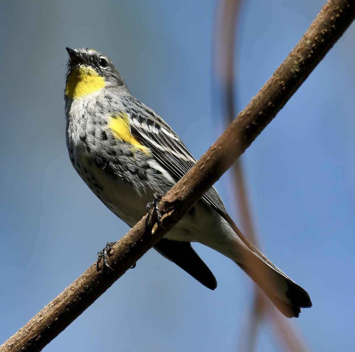 Yellow-rumped Warbler (Audubon's) - ML615843040