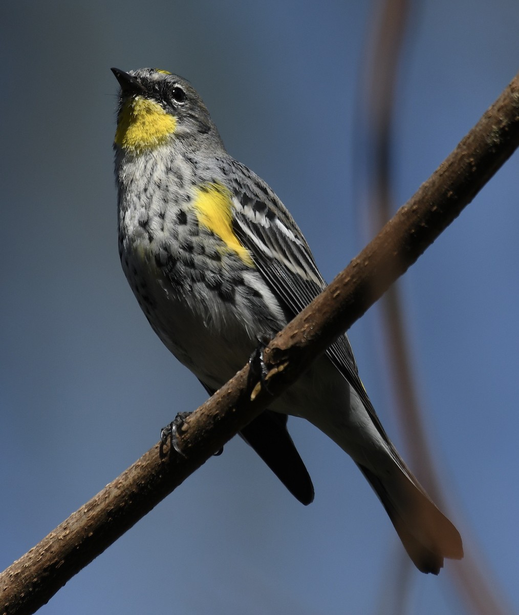 Yellow-rumped Warbler (Audubon's) - ML615843041