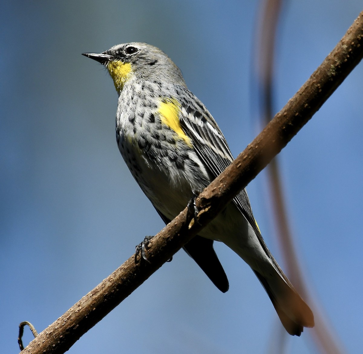 Yellow-rumped Warbler (Audubon's) - ML615843042