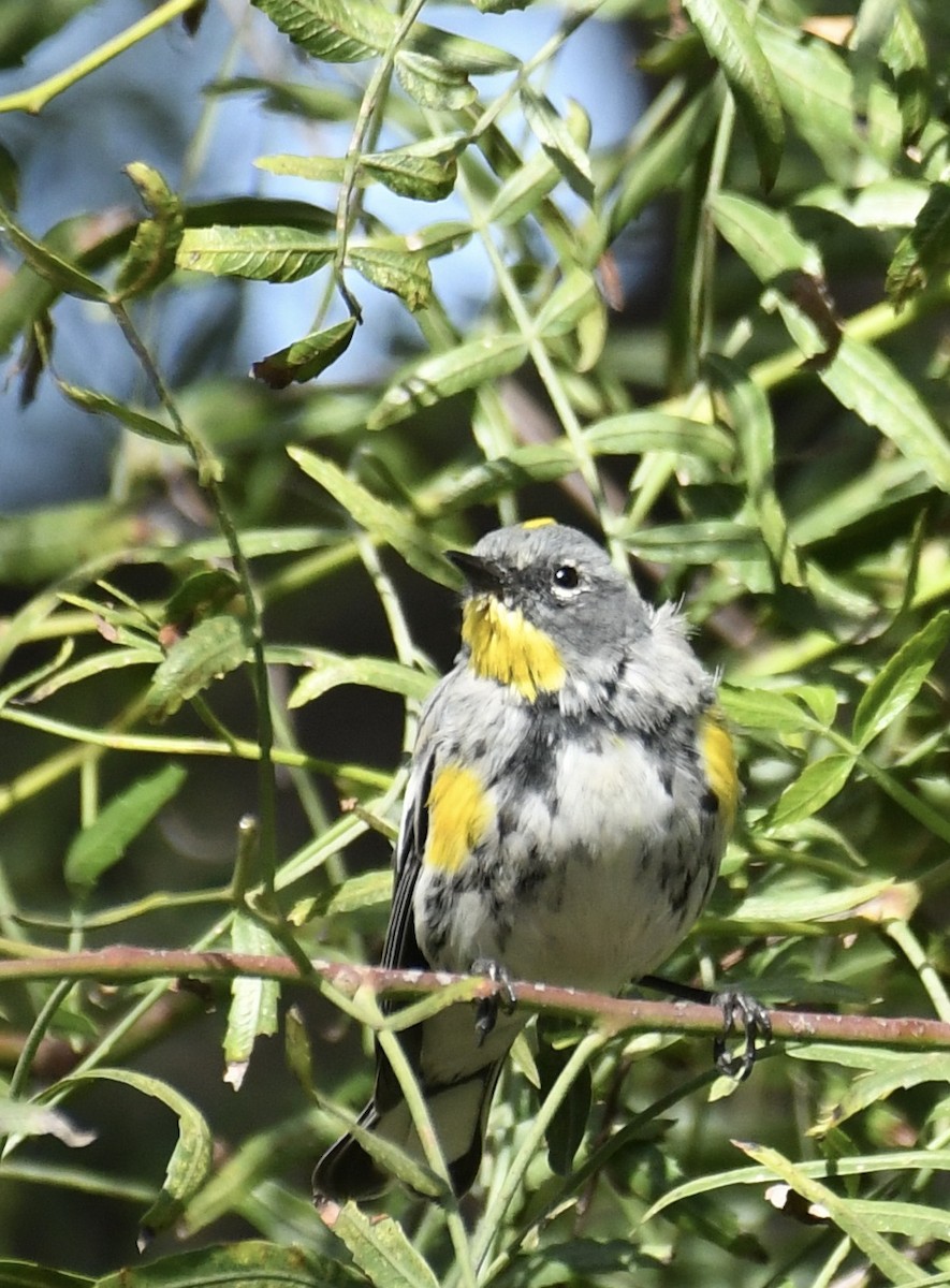 Yellow-rumped Warbler (Audubon's) - ML615843043