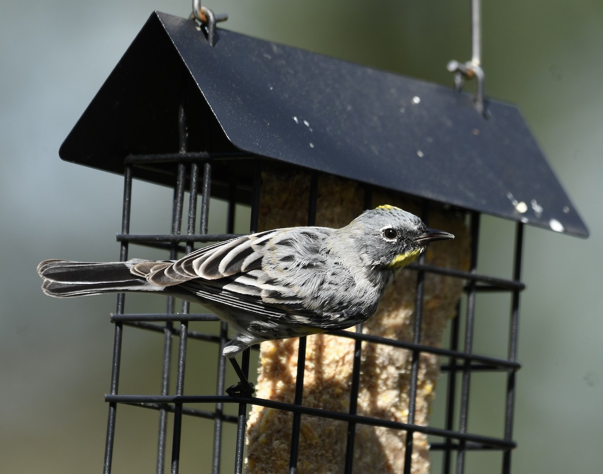 Yellow-rumped Warbler (Audubon's) - ML615843044