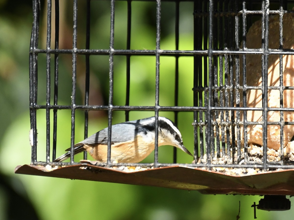 Red-breasted Nuthatch - ML615843079