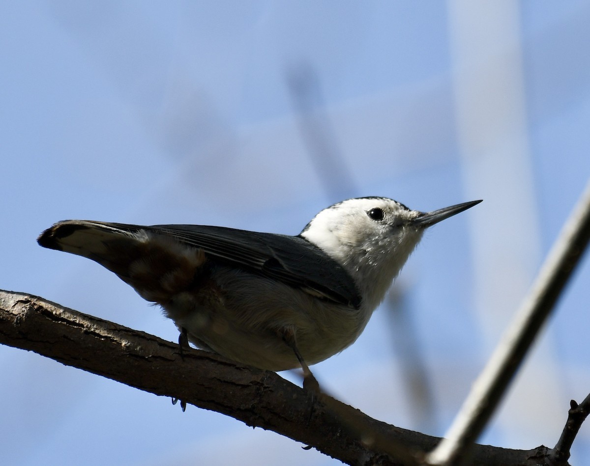 White-breasted Nuthatch - ML615843087
