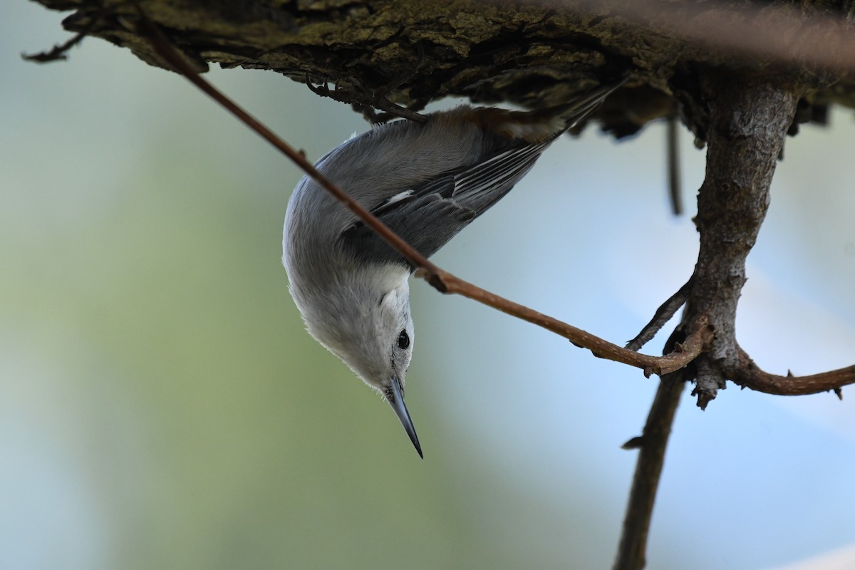 White-breasted Nuthatch - Theresa Bucher