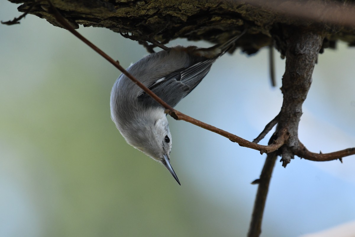 White-breasted Nuthatch - Theresa Bucher