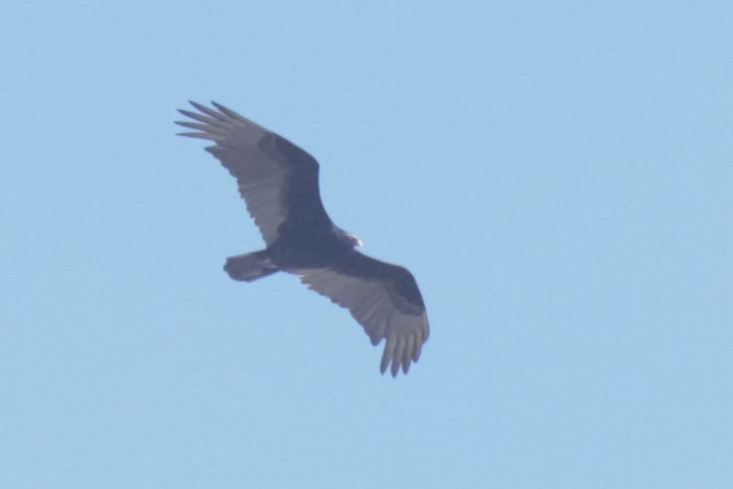 Turkey Vulture - ML615843188