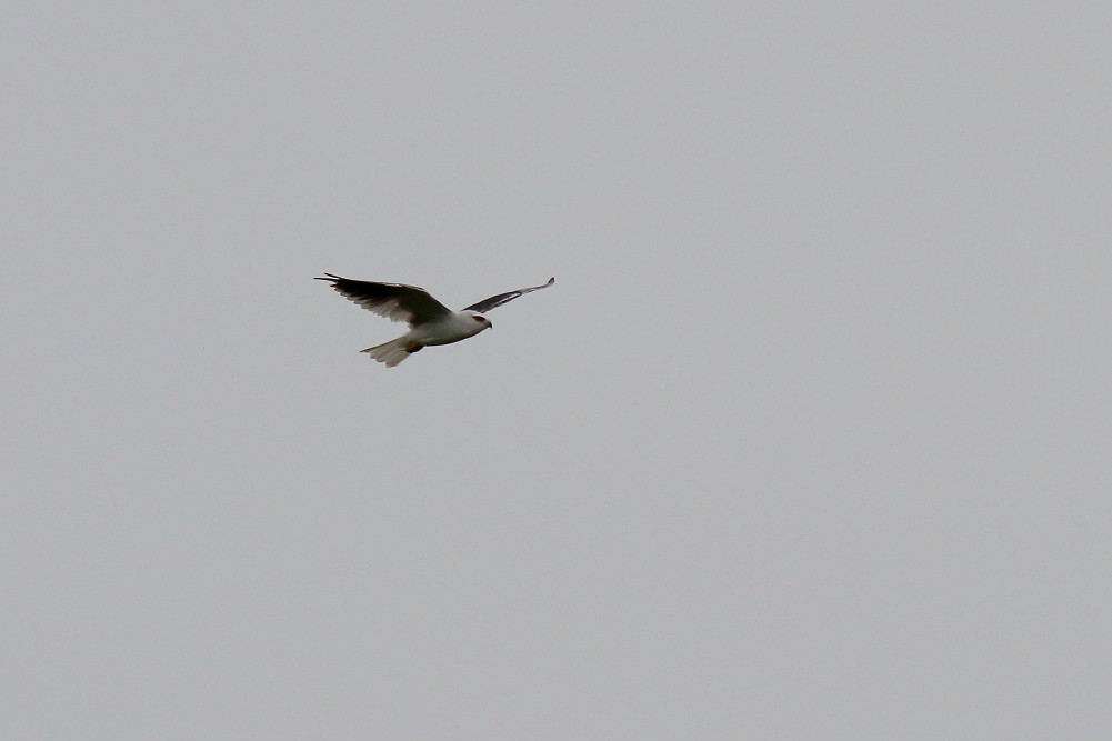 Black-shouldered Kite - Paul Lynch