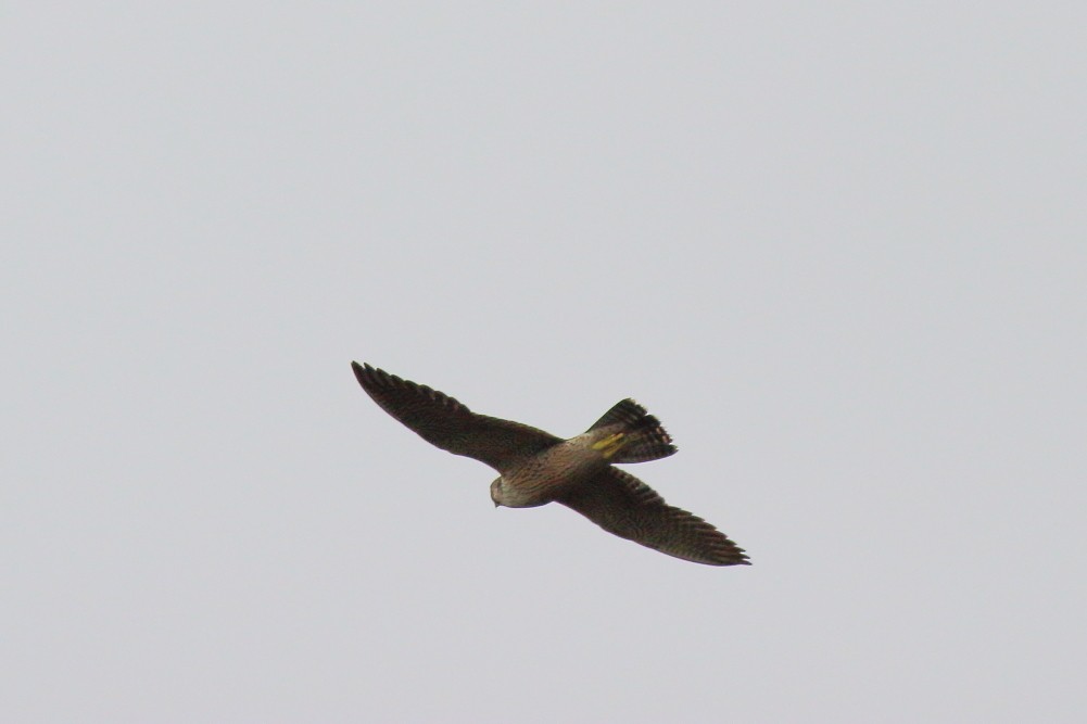 Peregrine Falcon (Australian) - ML615843268