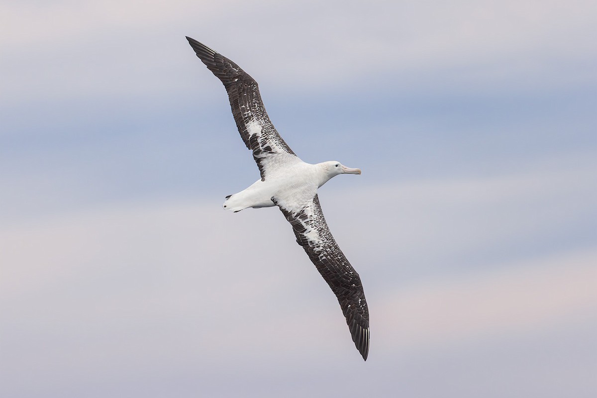 Snowy Albatross - ML615843270