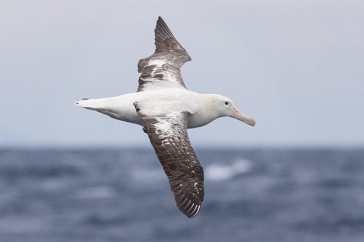Snowy Albatross - Jeremy Edwards