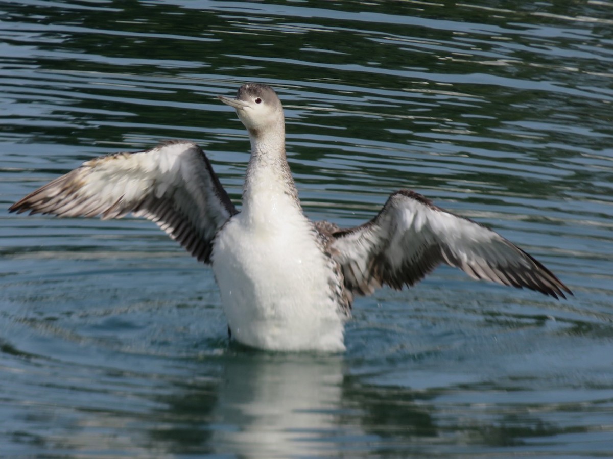 Red-throated Loon - ML615843341