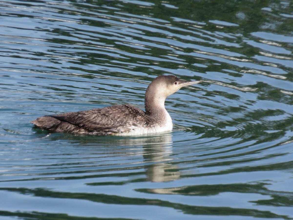 Red-throated Loon - ML615843342