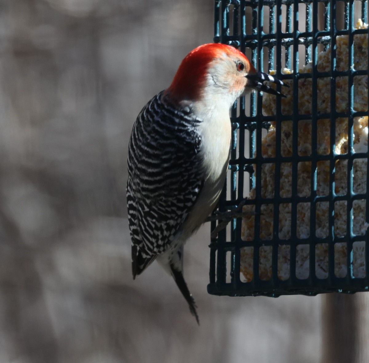 Red-bellied Woodpecker - ML615843408