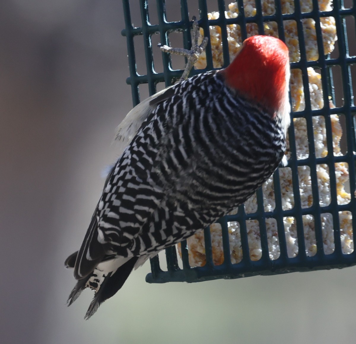 Red-bellied Woodpecker - ML615843451