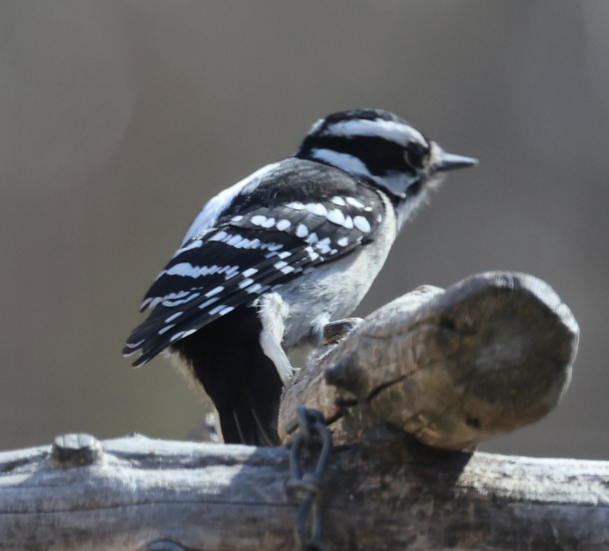 Downy Woodpecker (Eastern) - ML615843476