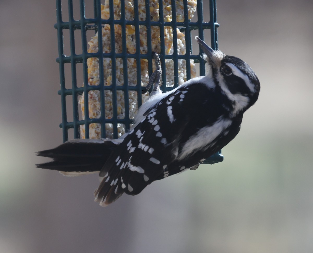 Hairy Woodpecker (Eastern) - ML615843520