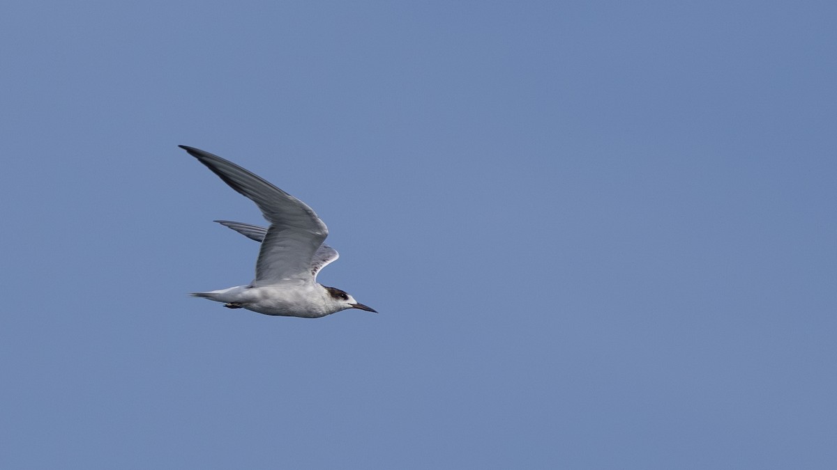 Common Tern - ML615843529