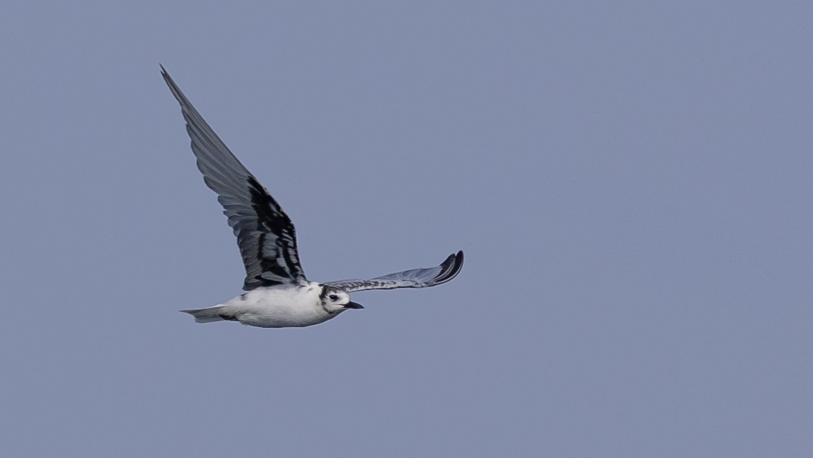 White-winged Tern - Charmain Ang