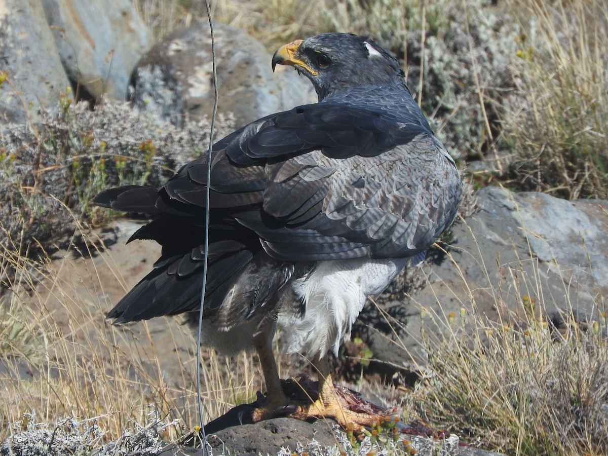 Black-chested Buzzard-Eagle - ML615843701