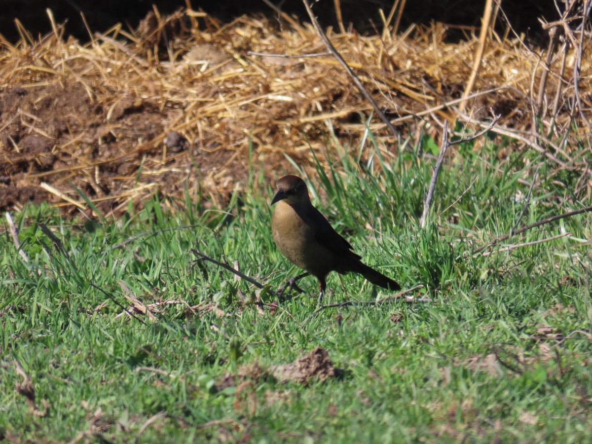Great-tailed Grackle - ML615843837
