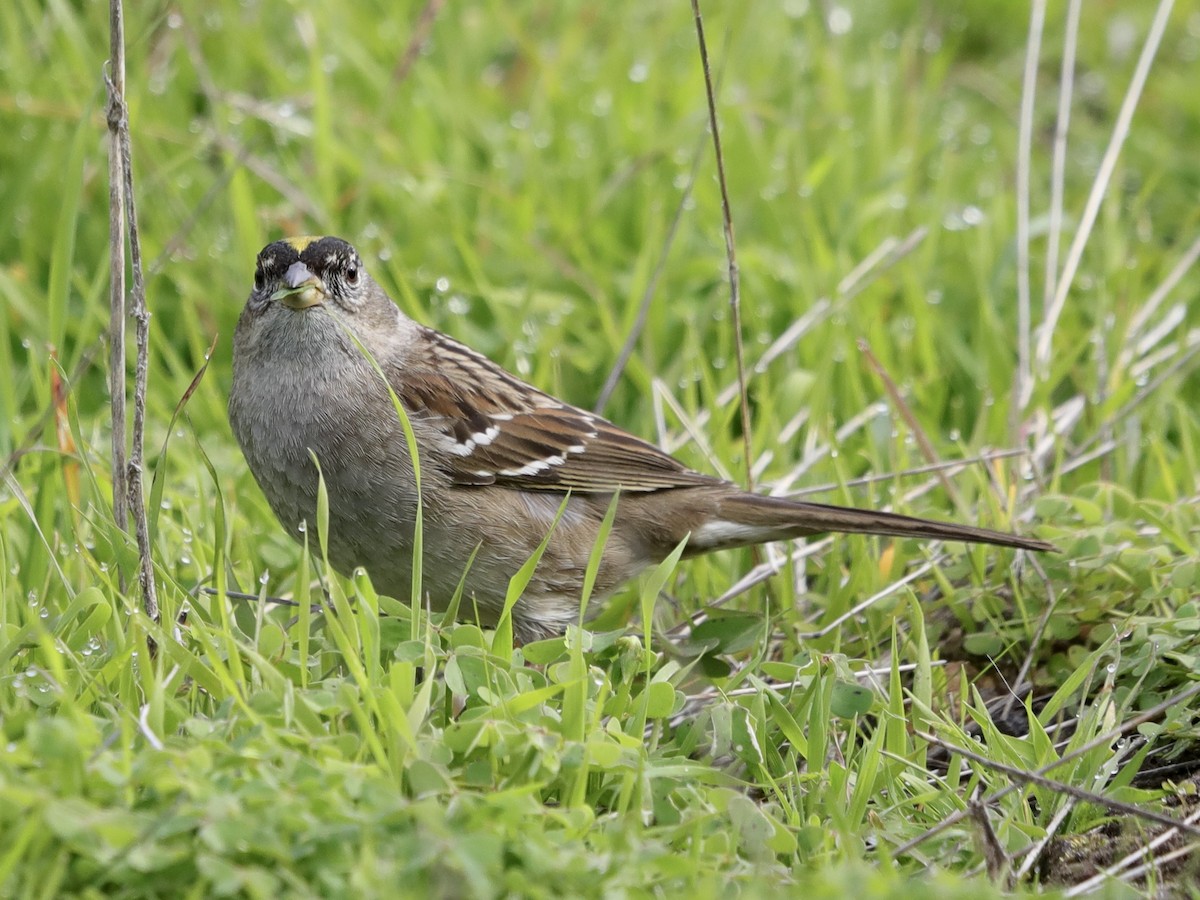 Golden-crowned Sparrow - ML615843955