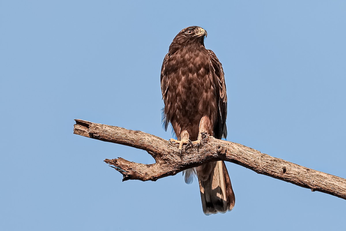 Booted Eagle - S S Suresh