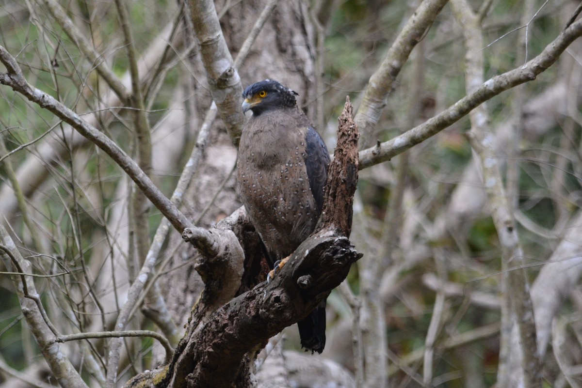 Crested Serpent-Eagle - ML615843978