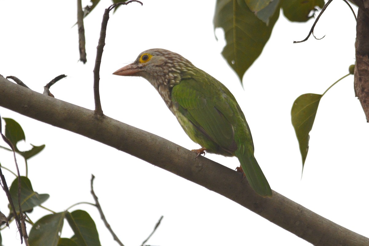 Lineated Barbet - ML615844042