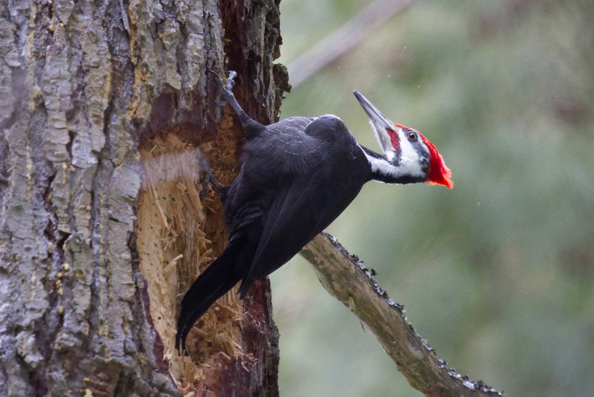 Pileated Woodpecker - ML615844061