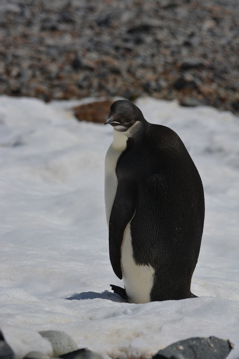 Emperor Penguin - ML615844215