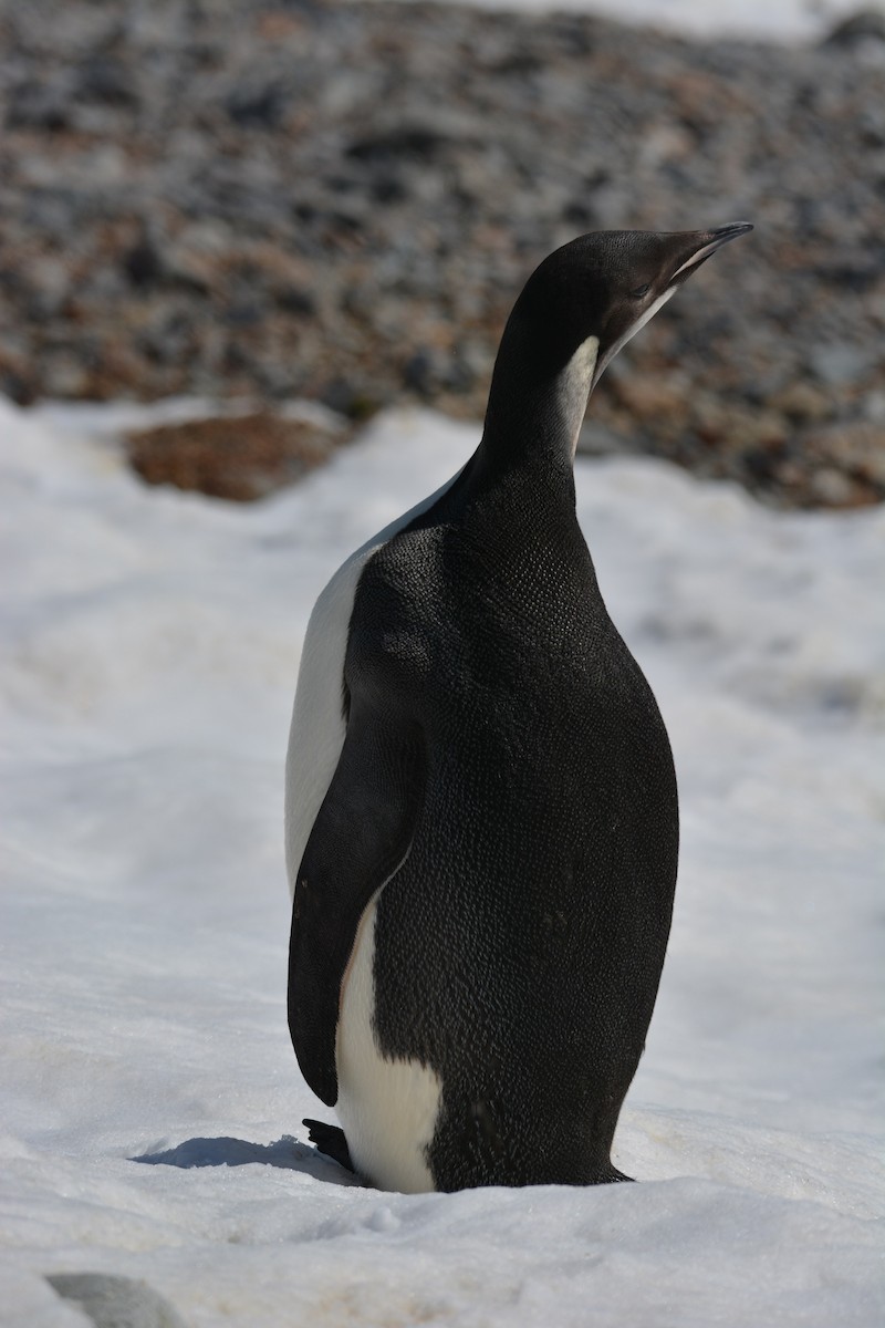Emperor Penguin - ML615844218