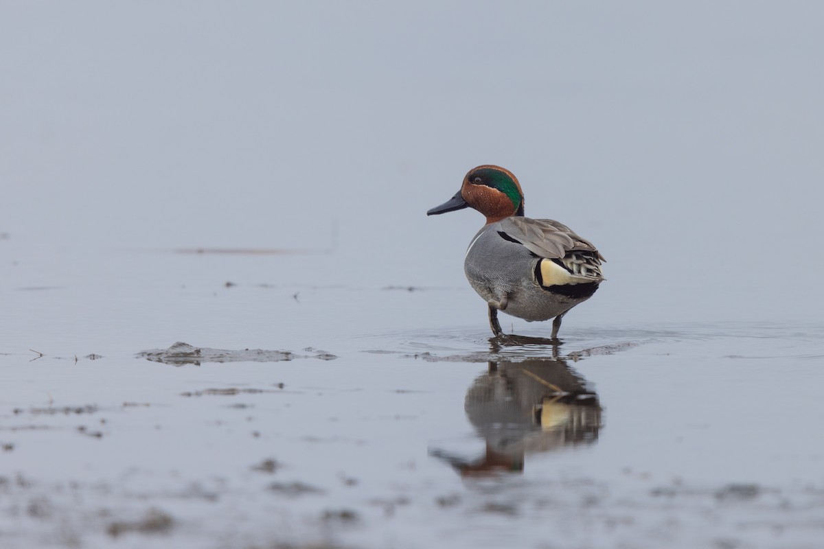 Green-winged Teal - ML615844323
