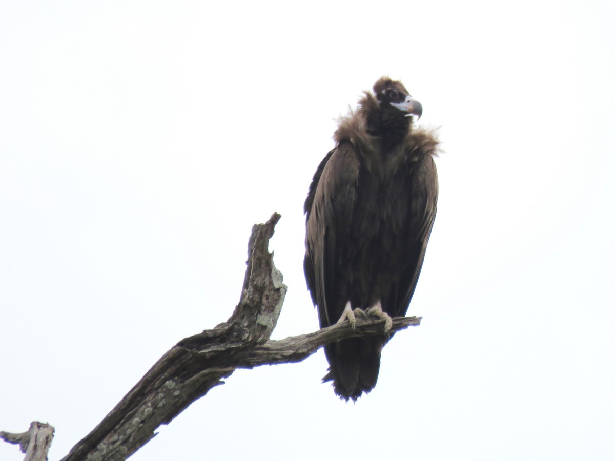 Cinereous Vulture - ML615844405