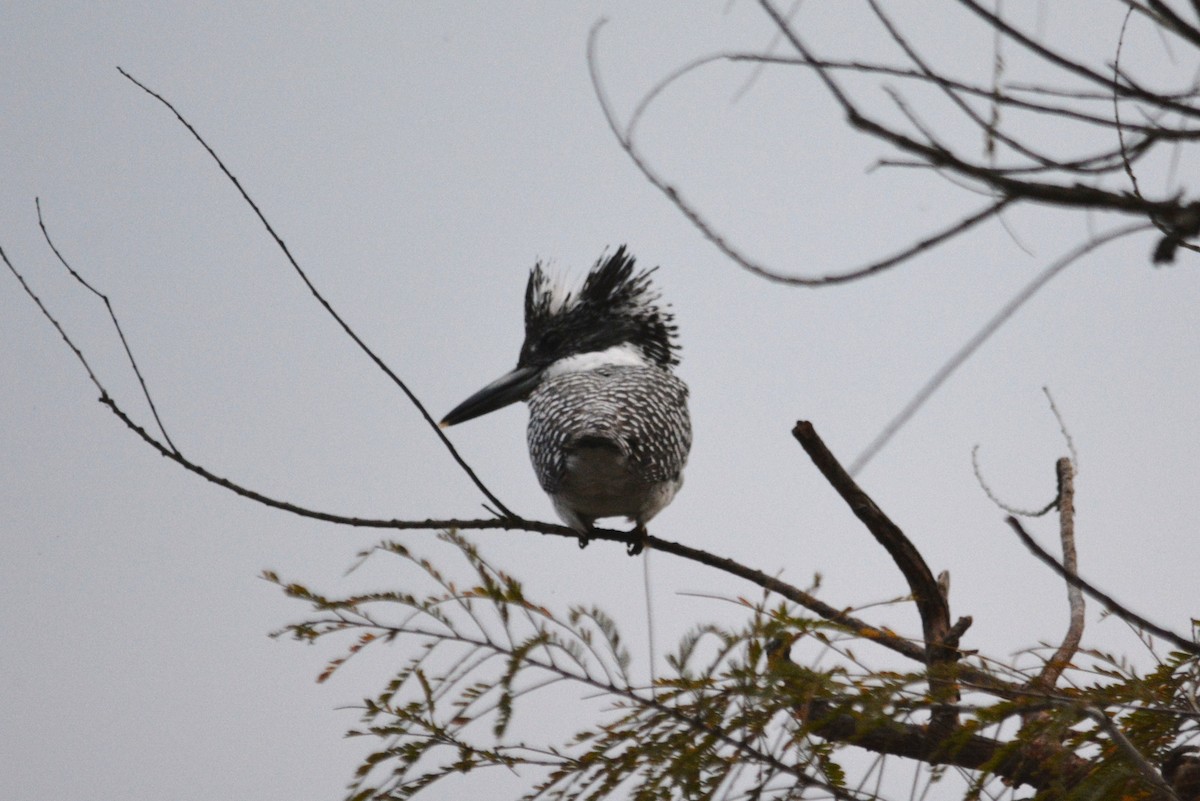 Crested Kingfisher - ML615844548
